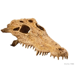 Cave Crocodile Skull - Exoterra - Længde 22 cm